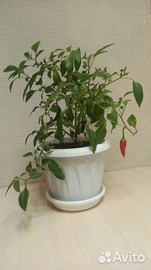 Перец комнатный острый