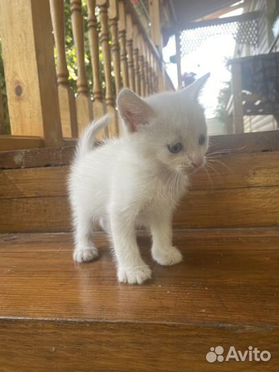 Котята в добрые руки даром