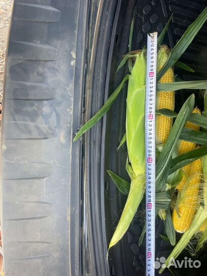 Кукуруза оптом