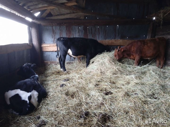 Бычки и быки