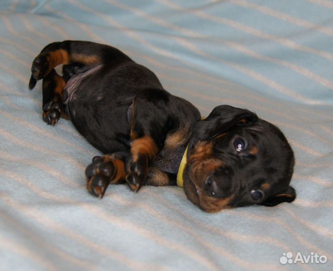 Щенки таксы