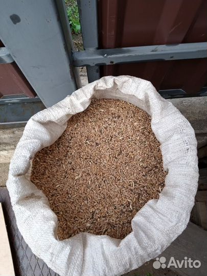 Зерно пшеница