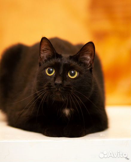 Кошечка Эрика ищет дом