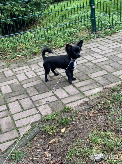 Выгул собак