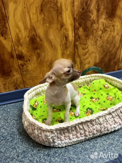 Чихуахуа micro микро девочка