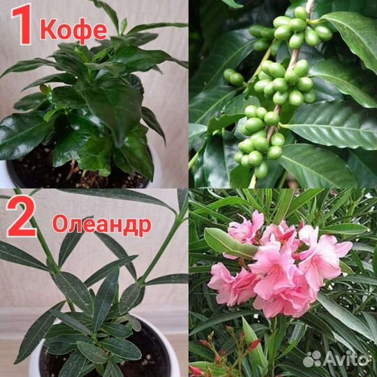 Редкие,необычные растения И съедобная микрозелень