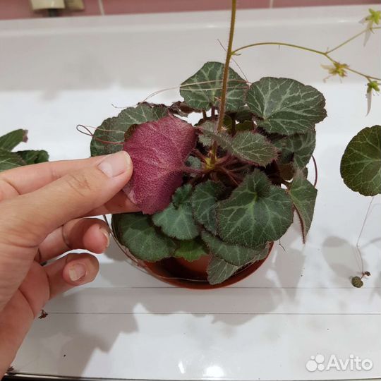 Камнеломка/Денежное дерево/Алоэ/Сансевиерия