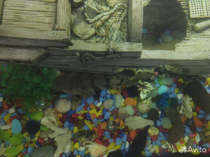 Полиптерус