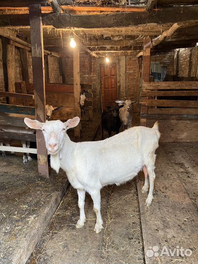 Козы дойные