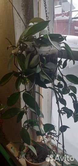 Комнатные растения и цветы