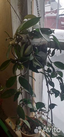 Комнатные растения и цветы