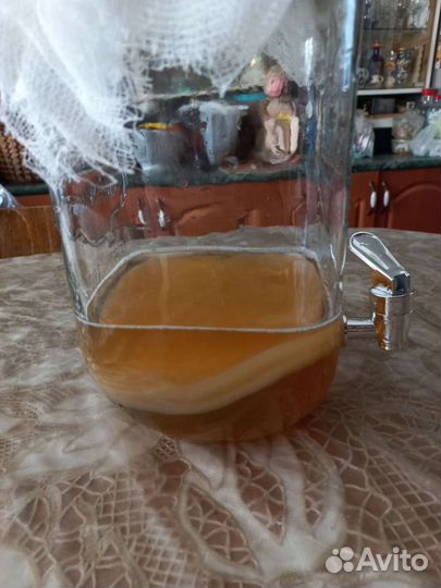 Чайный гриб. натуральный.Выращенный с любовью