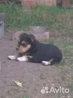 Щенок бесплатно в добрые руки