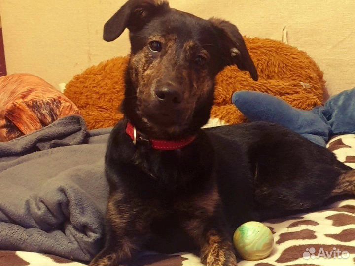 Собаку подростка сдали в приют