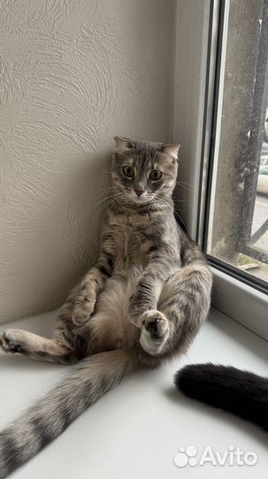 Кошка в дар бесплатно