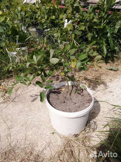 Робиния шелковица инжир