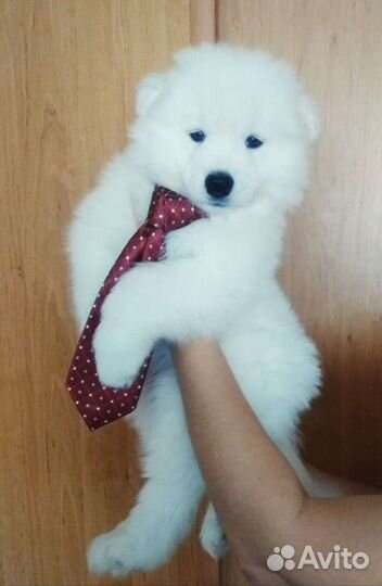 Щенки самоеды