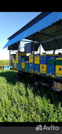 Пчелоприцеп