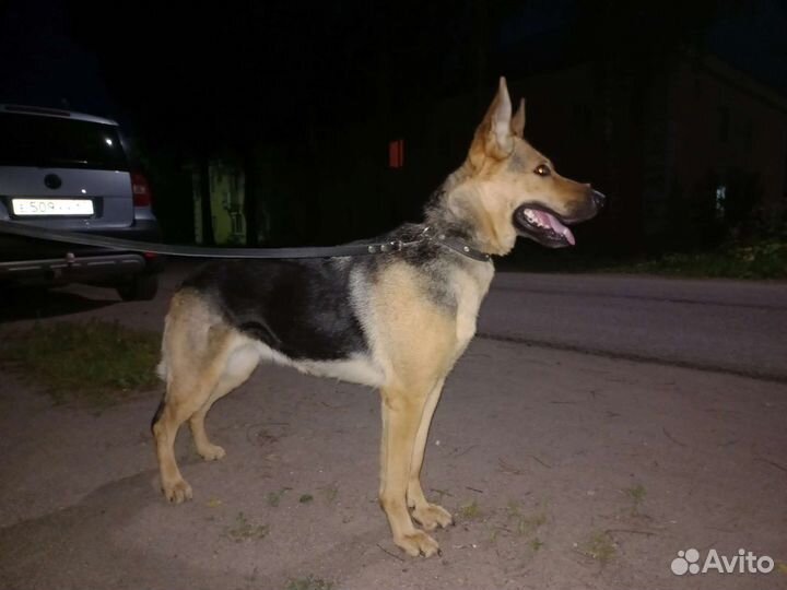 Немецкая овчарка