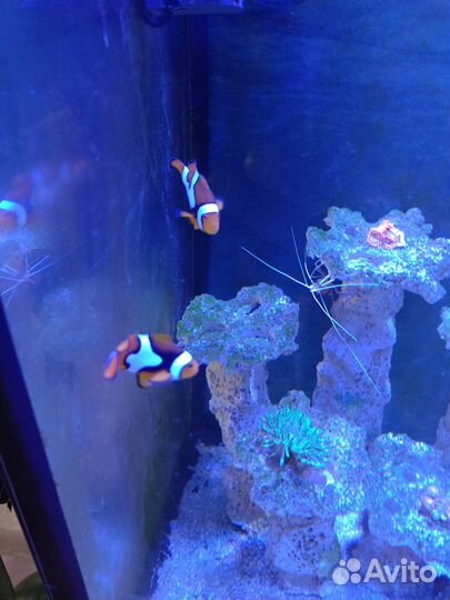 Рыбка клоун