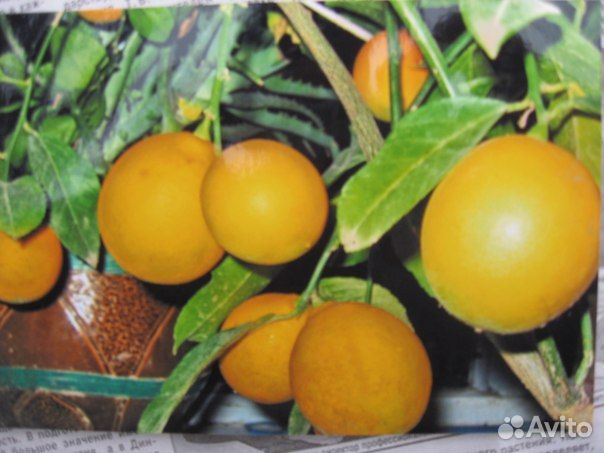 Саженцы лимонов и других видов цитрусовых растений