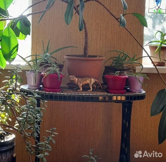 Оранжерея алоэ древовидного