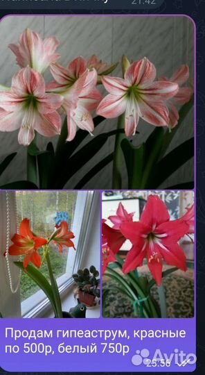 Гиппиаструм