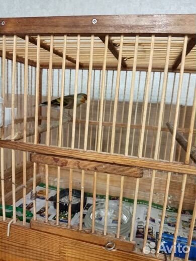 Гибрид канарейки и щегла