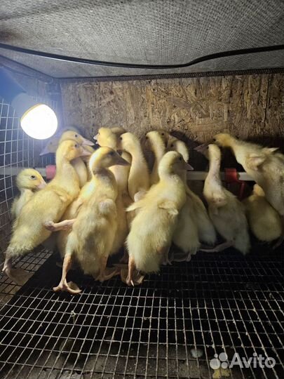 Утки черри велли