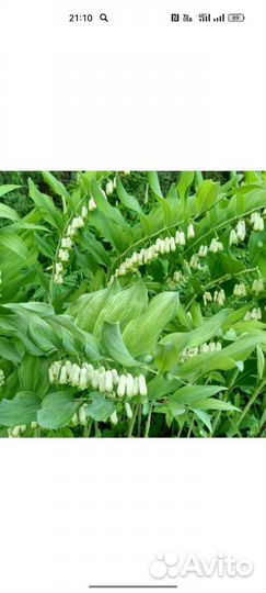 Купена, Гелиопсис