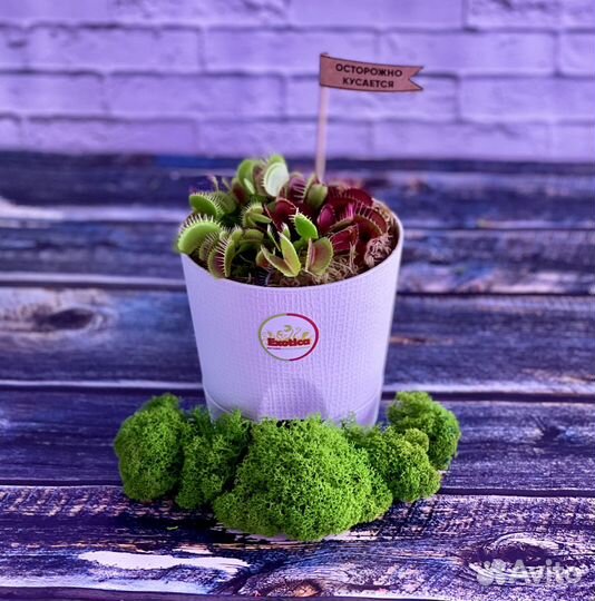 Венерина Мухоловка пересаженная D12см круг