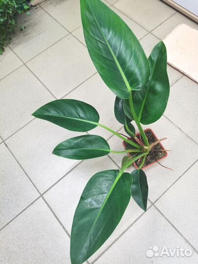 Филодендрон