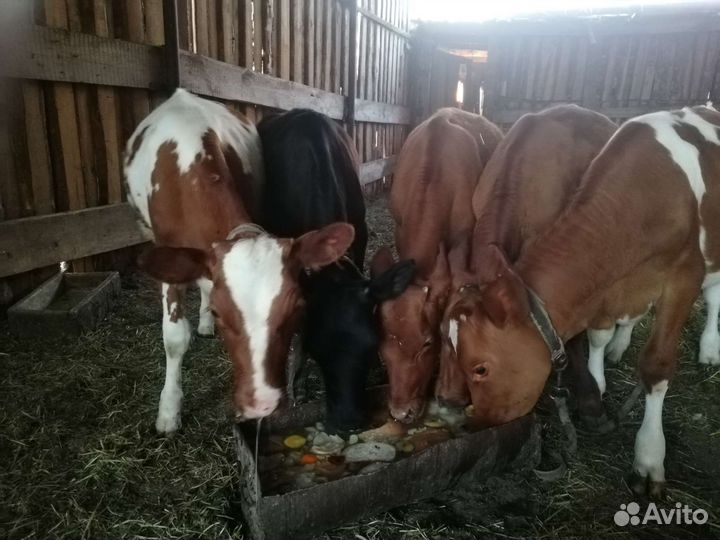 Тёлочки 4месяца(чёрная, рябые) на выбор