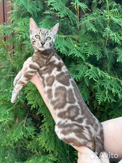 Бенгальская кошечка сепия