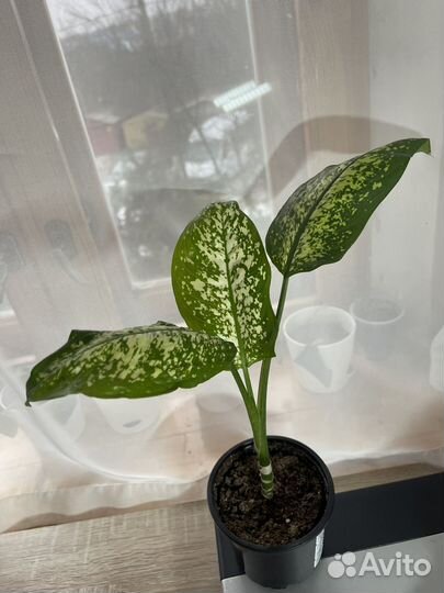 Диффенбахия