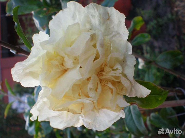 Декоративный гранат с белыми цветами