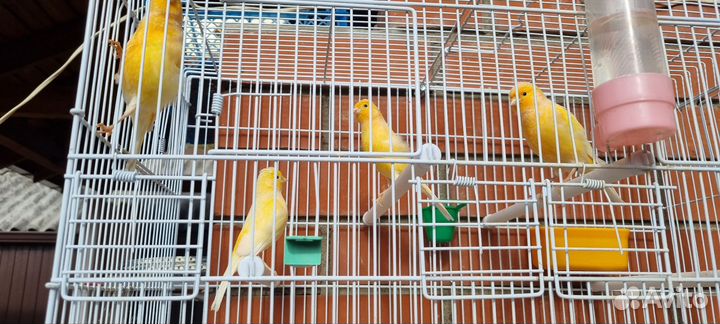 Кенор+Канорейки (в ассортименте)