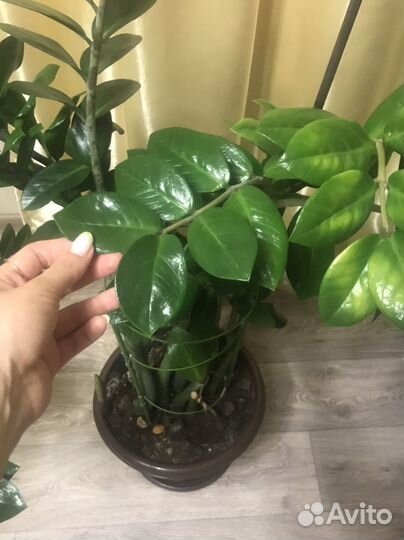 Замиокулькас