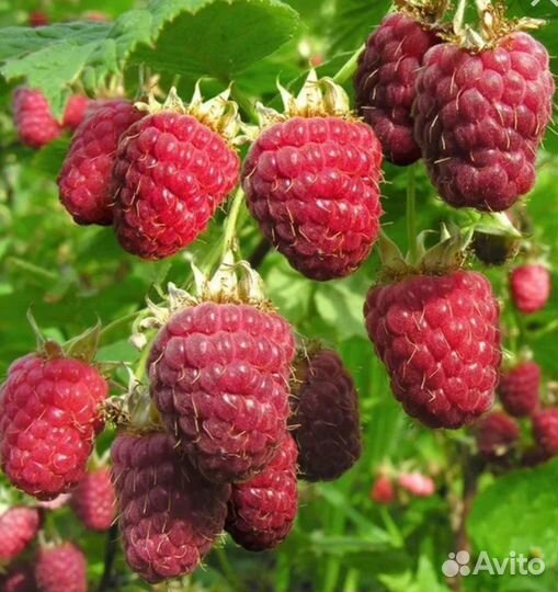 Ремонтантная малина