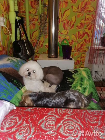 Мальтезе вязка