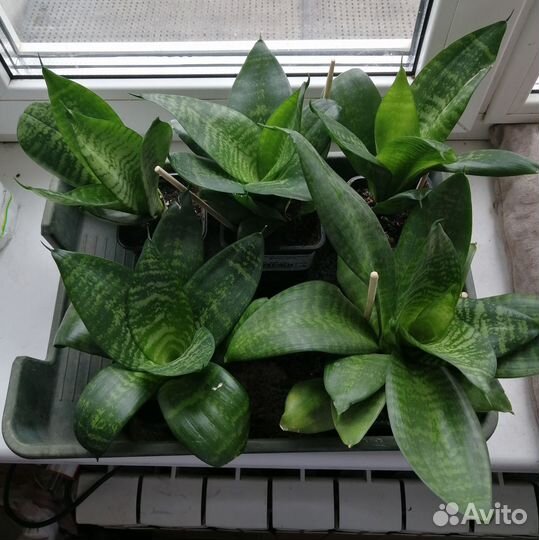 Сансевиерия Ханни и Циссус/Березка