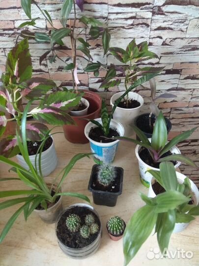 Цветы комнатные