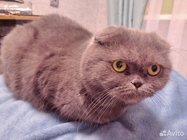 Шотландская кошечка в добрые руки