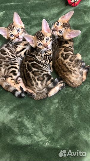 Бенгальские котята