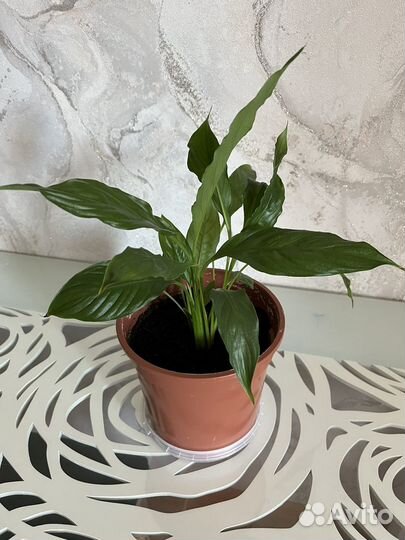 Спатифиллум