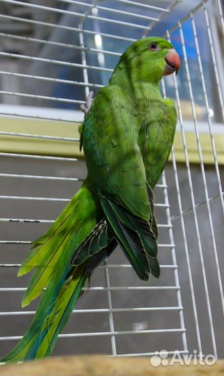 Индийские кольчатые попугаи