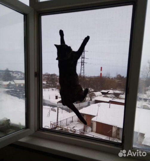 Москитная сетка антикошка.Ремонт окон и дверей