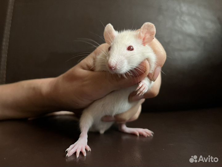 Крыса дамбо