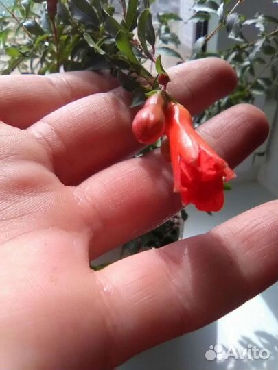 Гранат комнотный