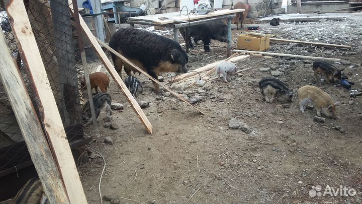 Поросята ландрасы и венгерская мангалица